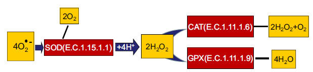 Fig. (1)