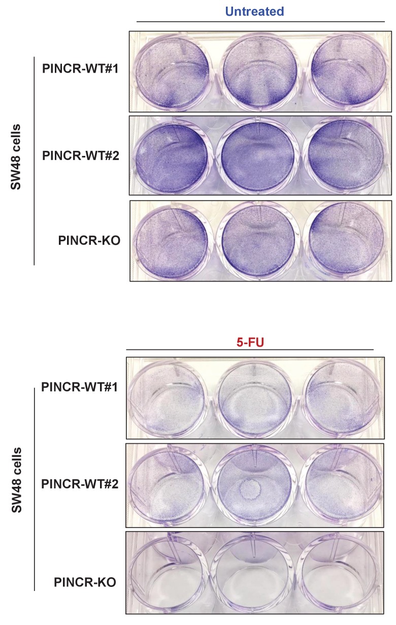 Figure 3—figure supplement 4.