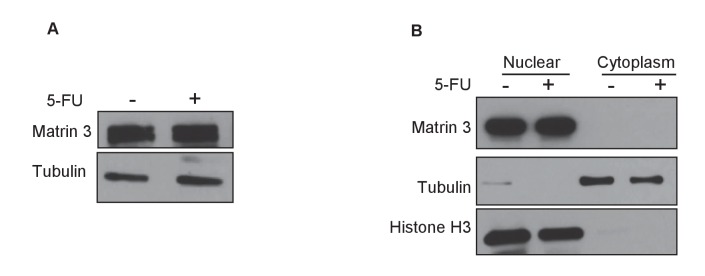 Figure 5—figure supplement 5.