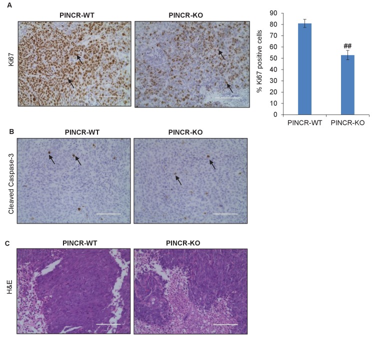 Figure 3—figure supplement 7.