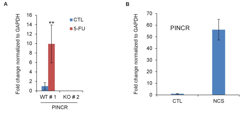 Figure 3—figure supplement 1.