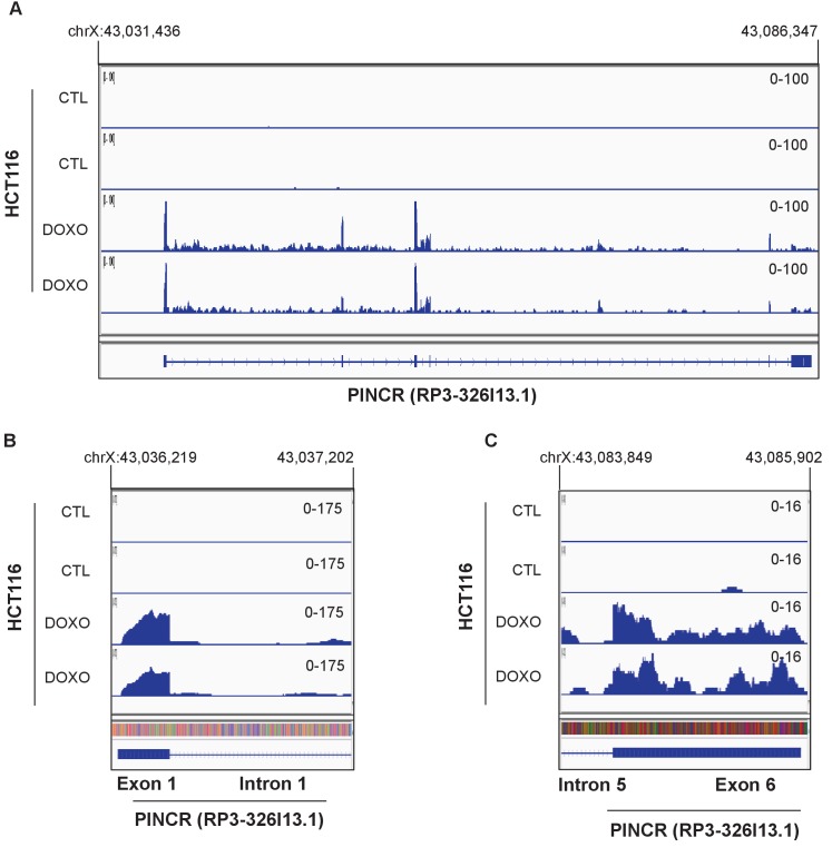 Figure 1—figure supplement 3.