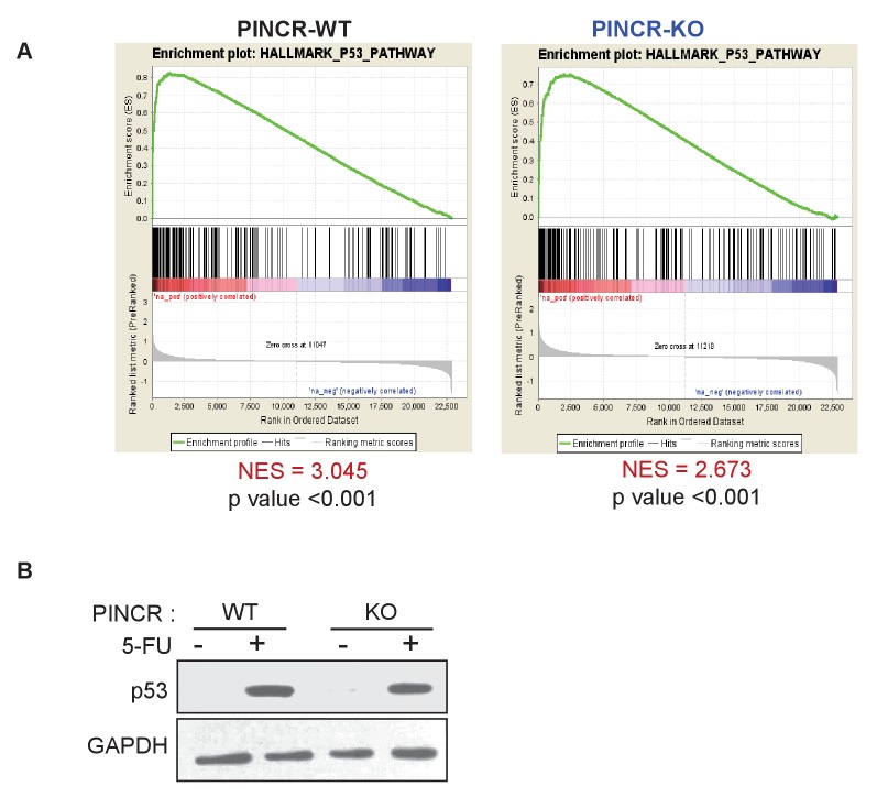 Figure 4—figure supplement 1.