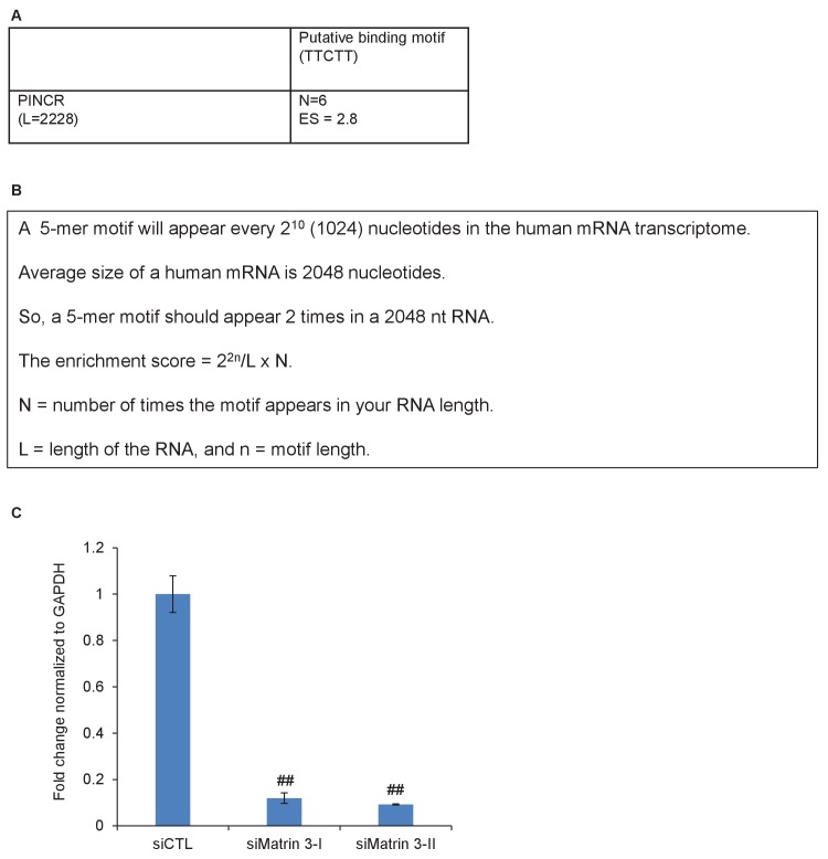 Figure 5—figure supplement 1.