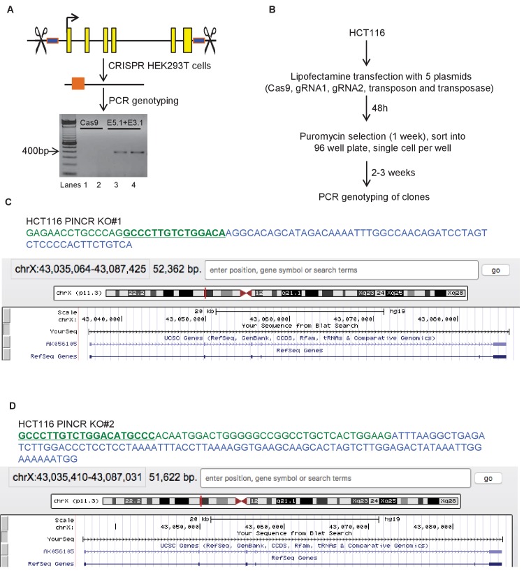 Figure 2—figure supplement 1.