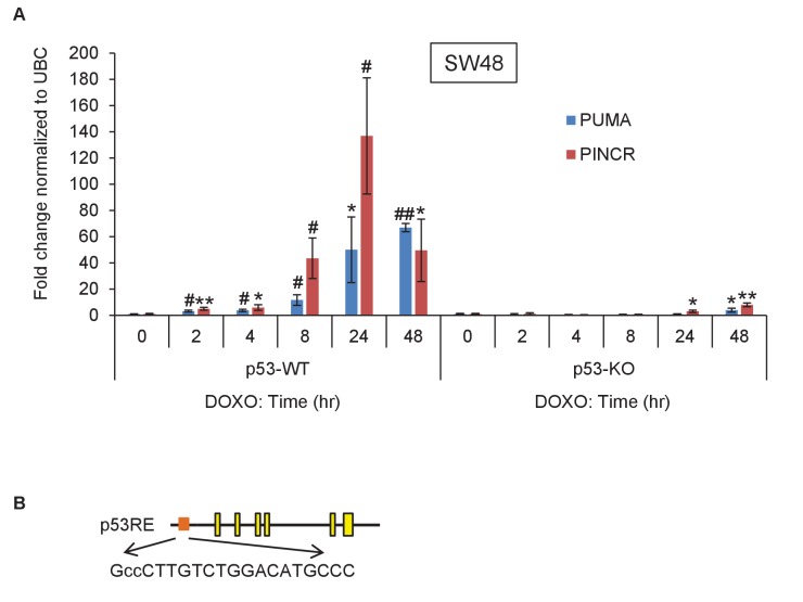 Figure 1—figure supplement 2.