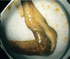 Fig. 2