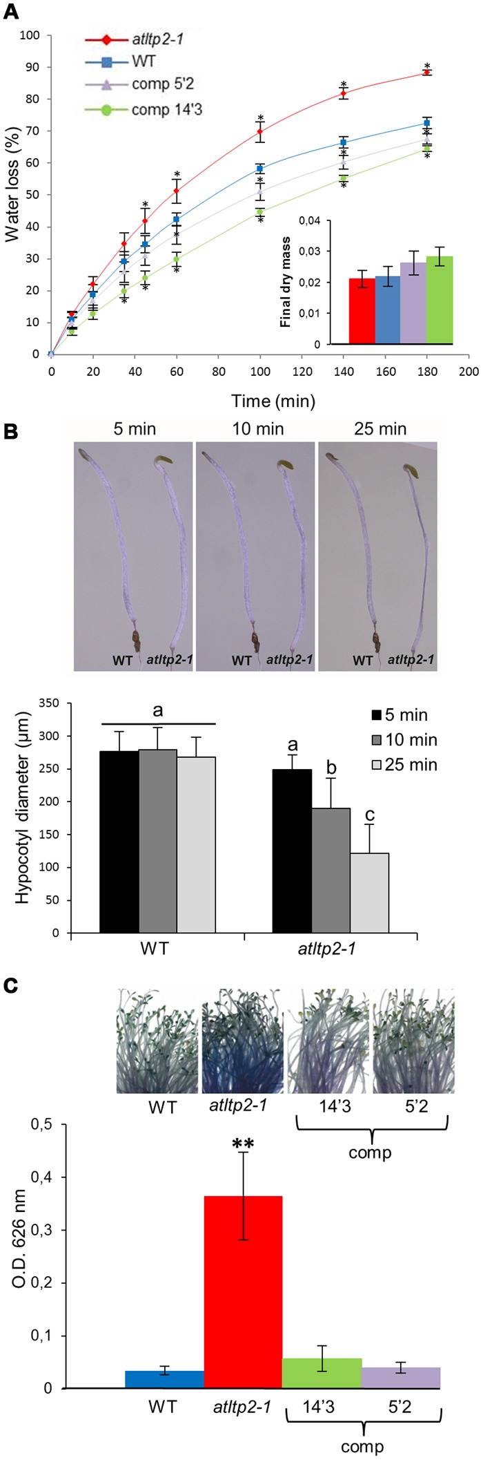 FIGURE 5