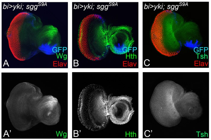 Fig. 8.