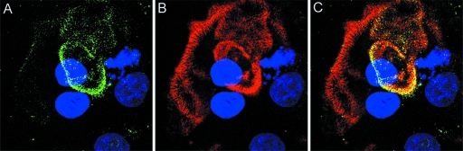 FIG. 1.