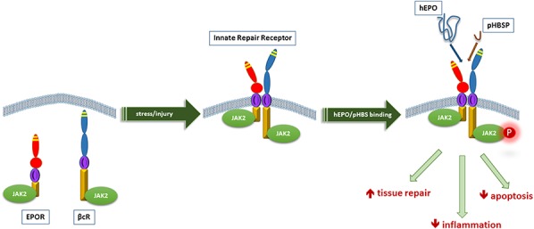 Figure 2.