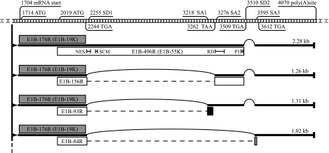 FIG. 1.