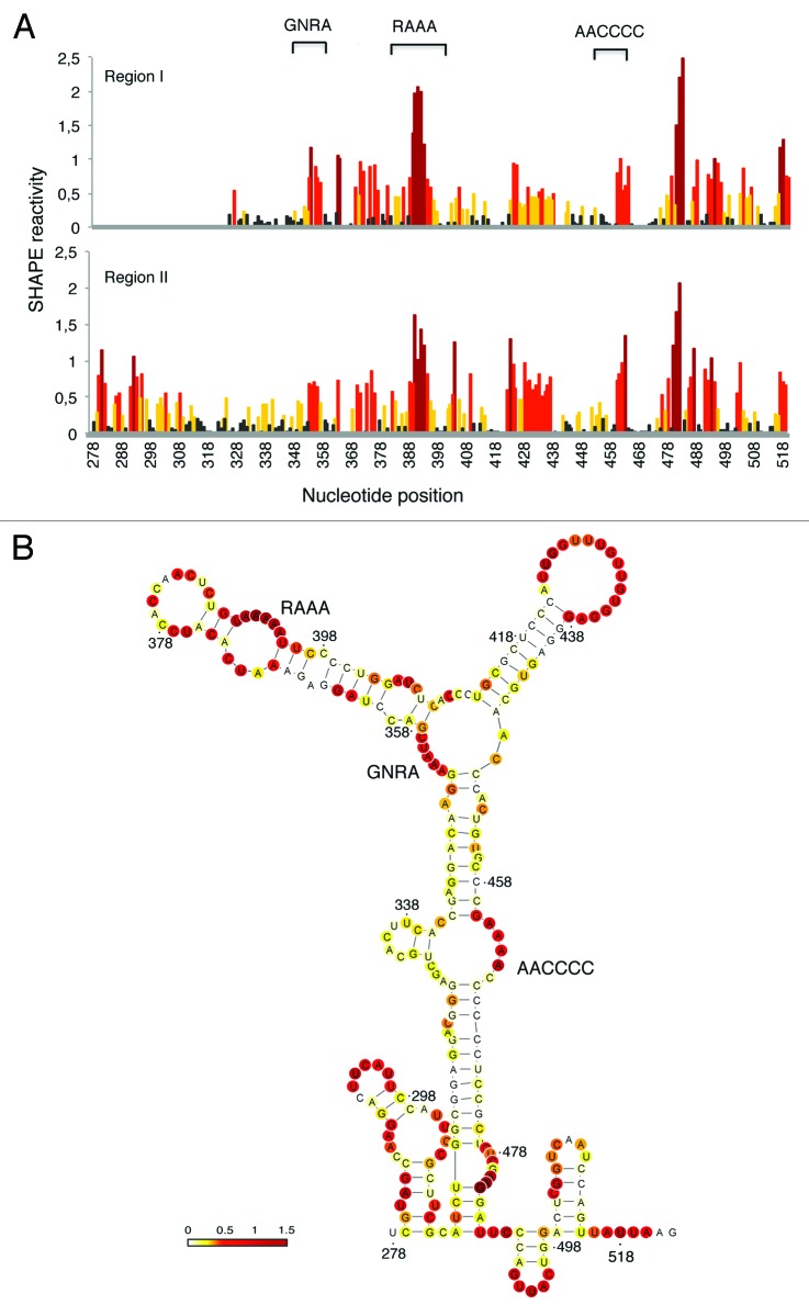 graphic file with name rna-10-1842-g6.jpg