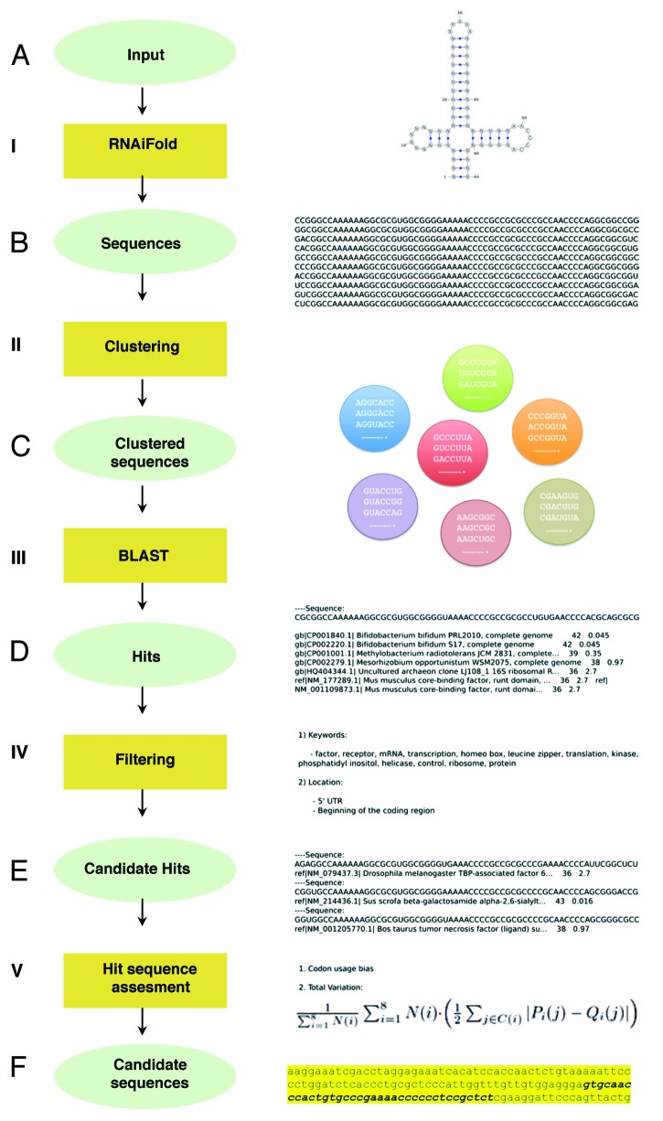 graphic file with name rna-10-1842-g2.jpg