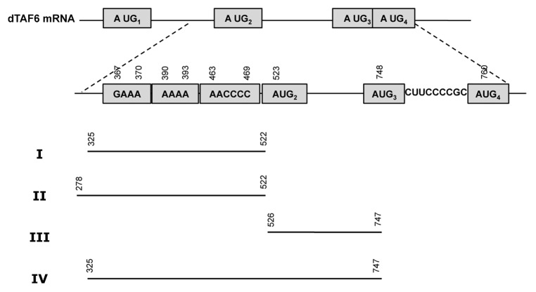 graphic file with name rna-10-1842-g4.jpg