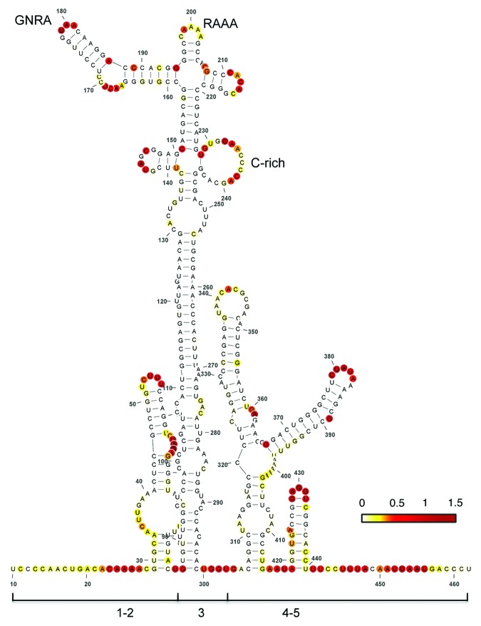 graphic file with name rna-10-1842-g1.jpg