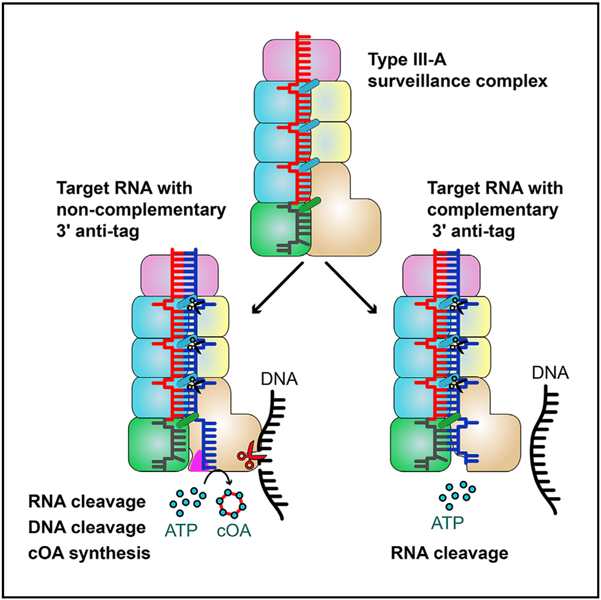 graphic file with name nihms-1063603-f0001.jpg