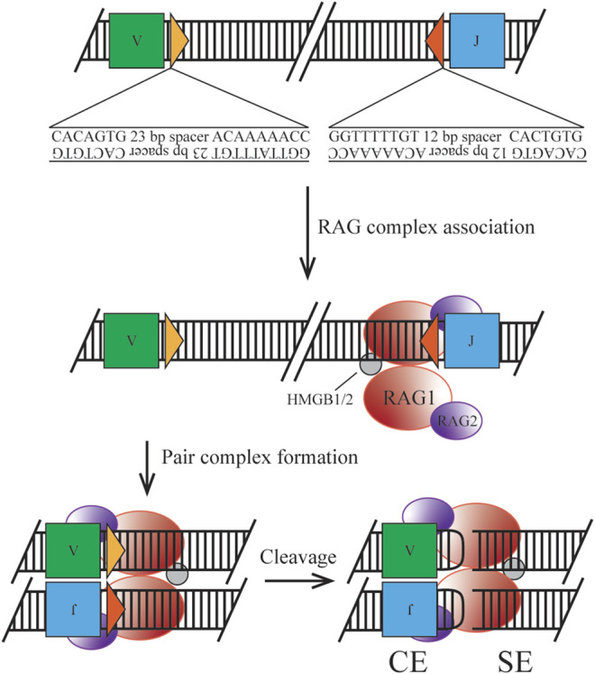 FIGURE 1