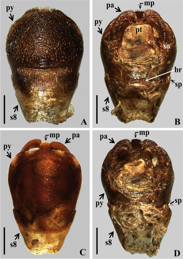 Fig. 10