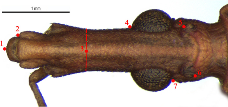 Fig. 1