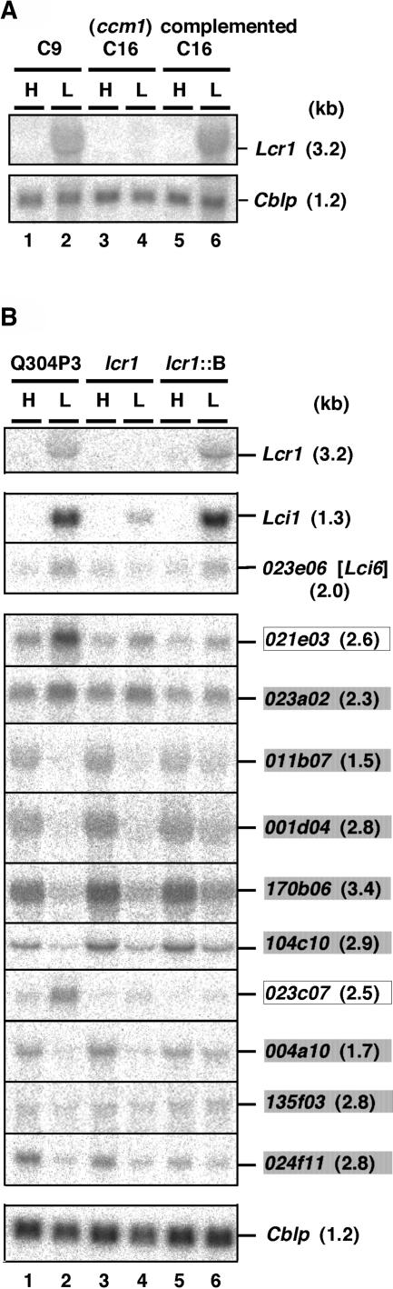 Figure 7.