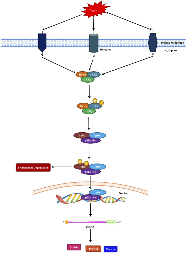 FIGURE 1