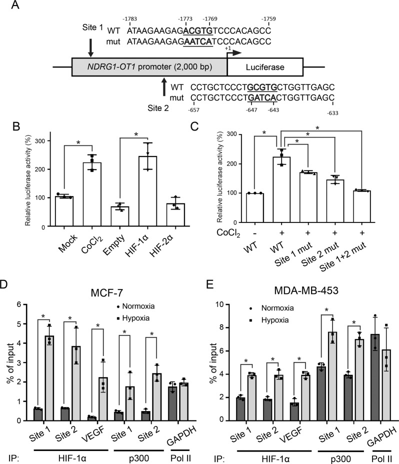 Regulatory mechanisms and function of hypoxia-induced long noncoding ...