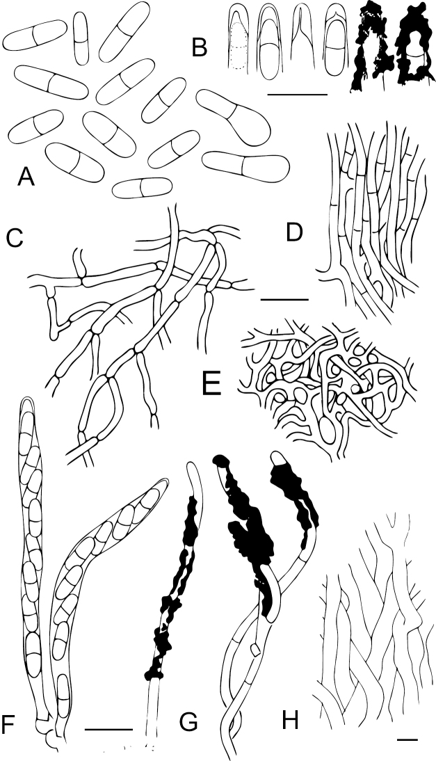 Figure 7.