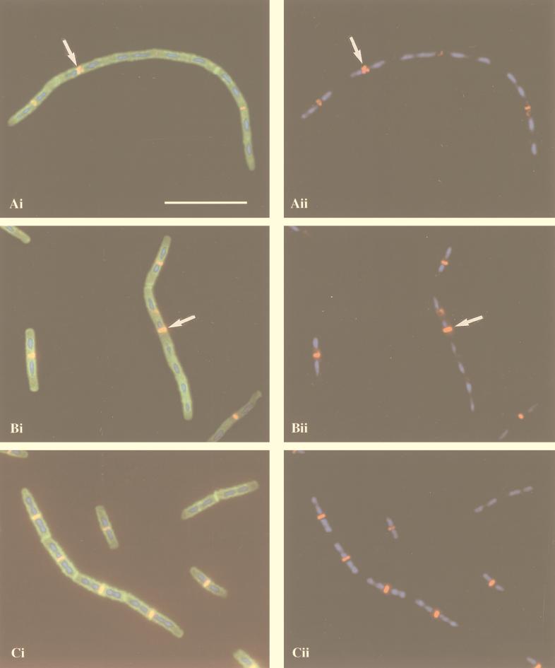 FIG. 7