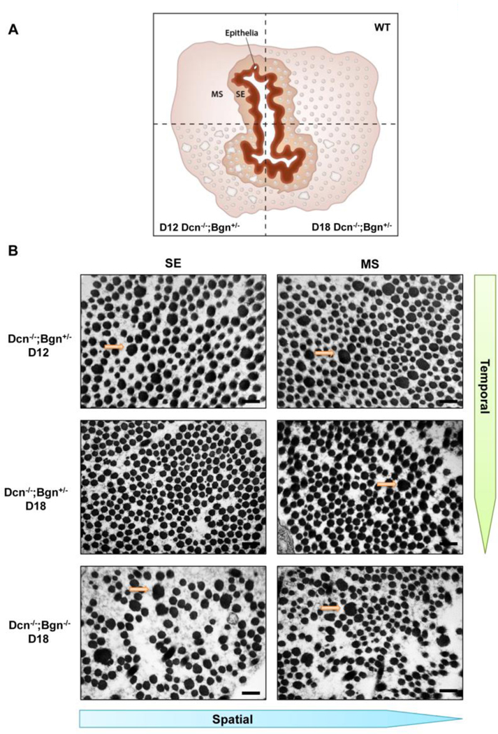 Figure 5: