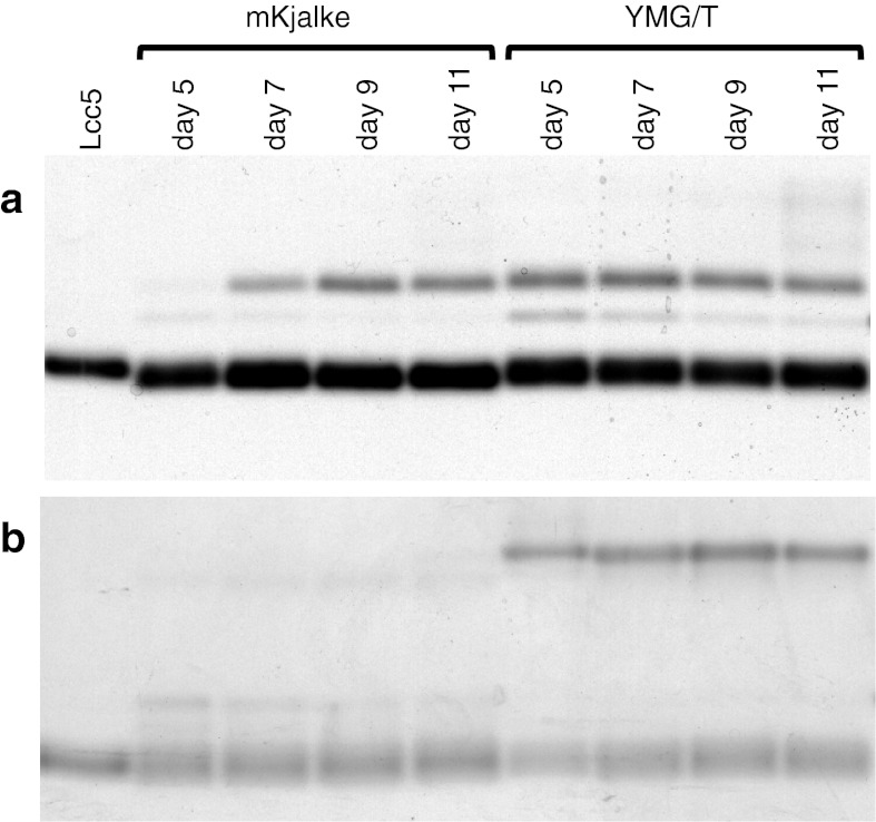 Fig. 3