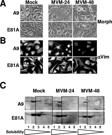 FIG. 7.