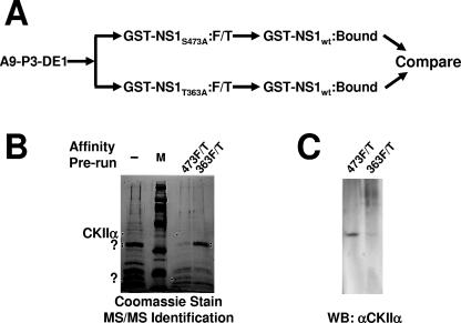 FIG. 2.