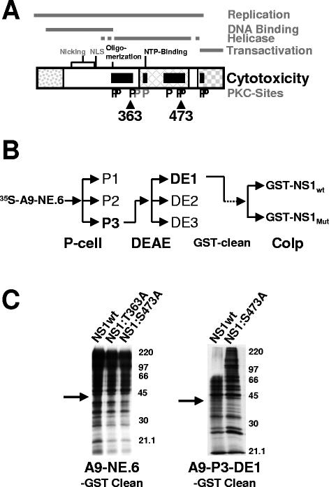 FIG. 1.