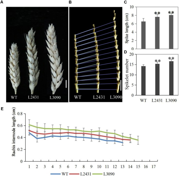 FIGURE 14