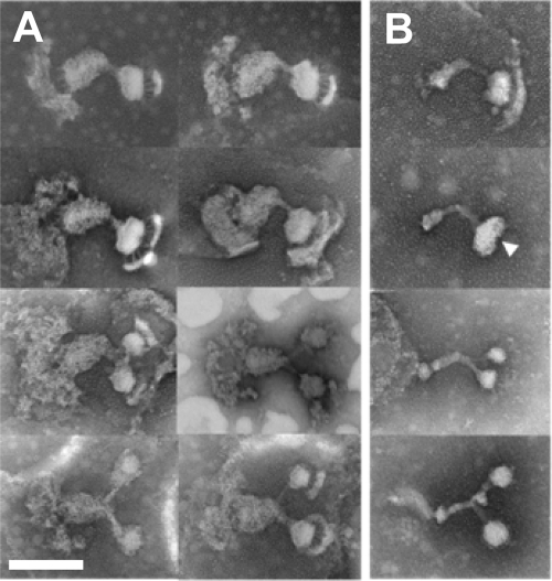 FIG. 5.