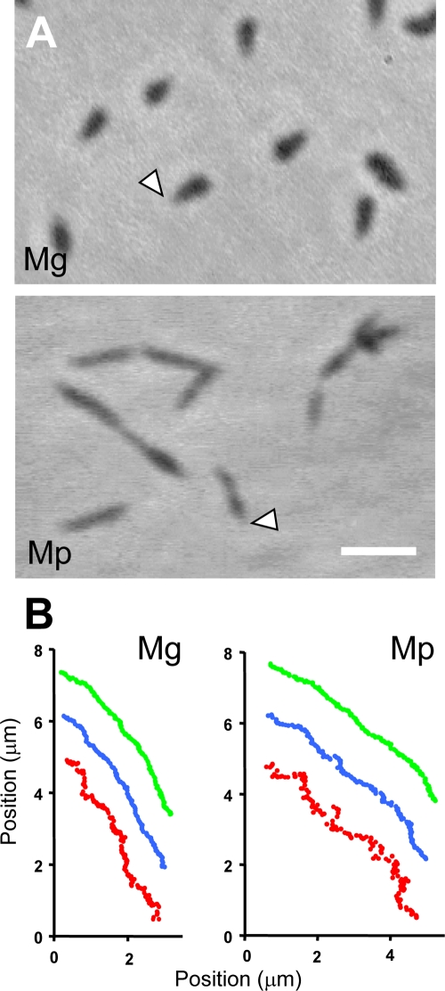 FIG. 1.