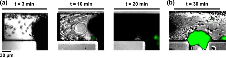 Figure 6