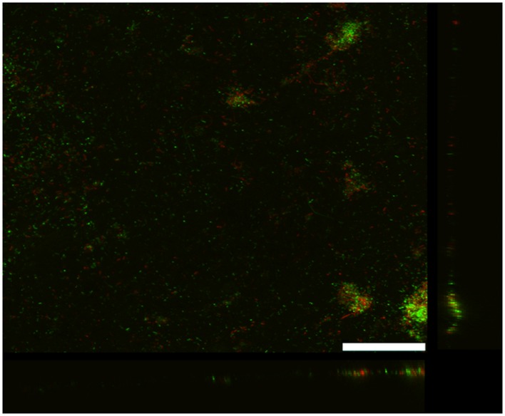 FIGURE 2