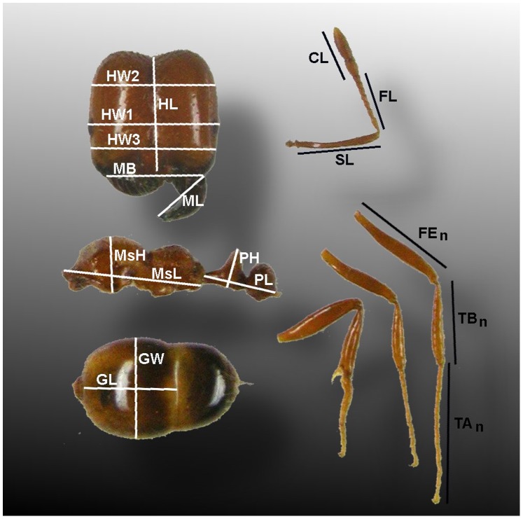 Figure 2