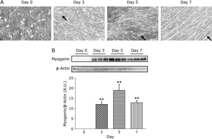 Fig. 2.