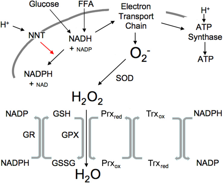 FIGURE 1