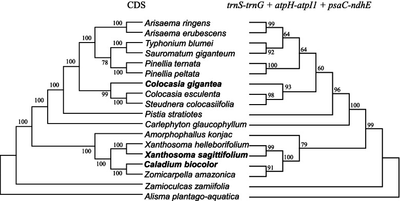 Fig. 8