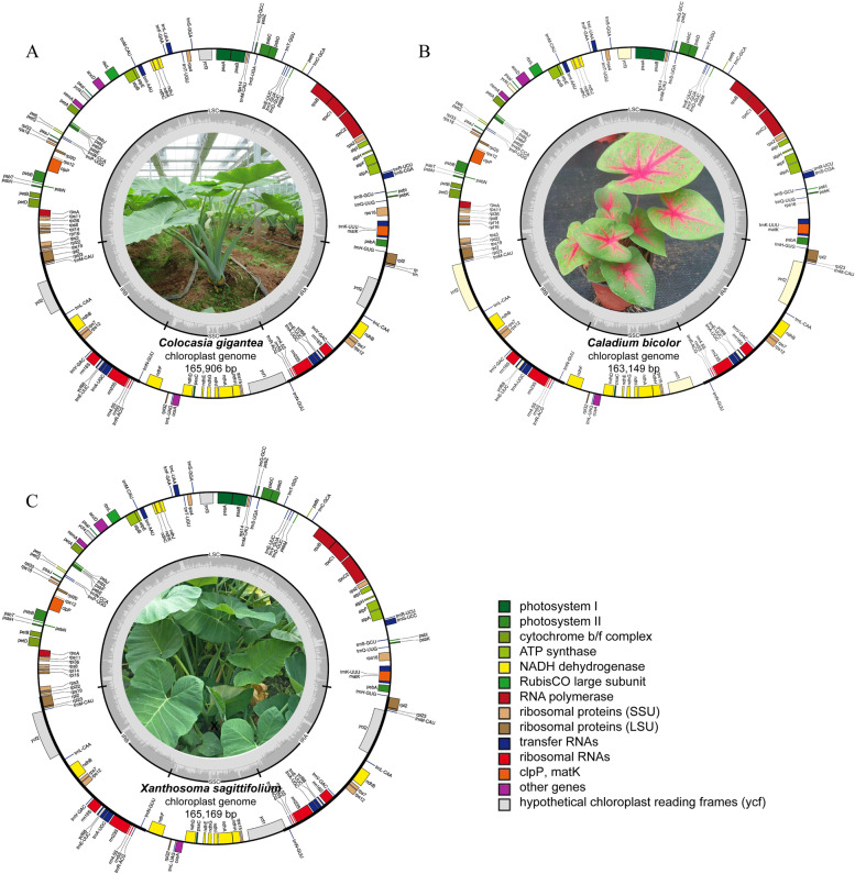 Fig. 1