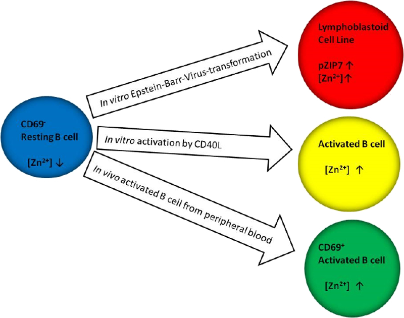 Unlabelled Image