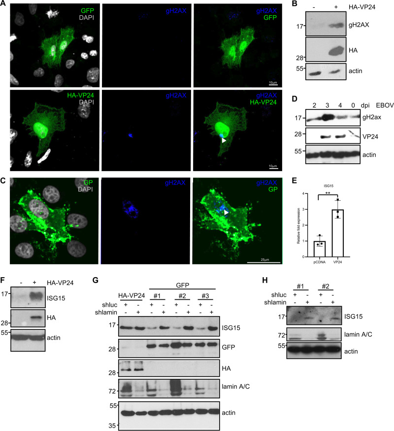 FIG 9