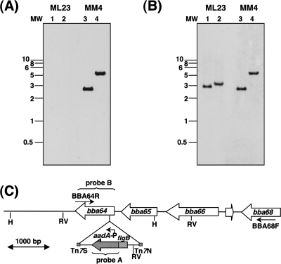 FIG. 1.