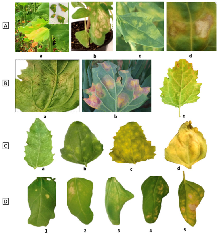 Figure 7