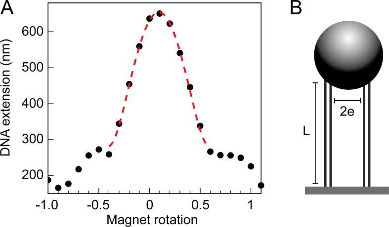 Figure 7—figure supplement 1.