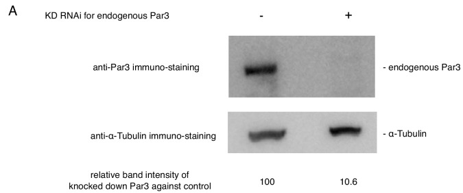 Figure 12—figure supplement 1.